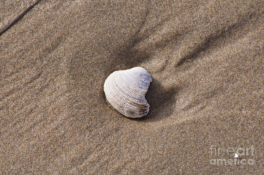 Shell Photograph - Sea Shell #1 by M J