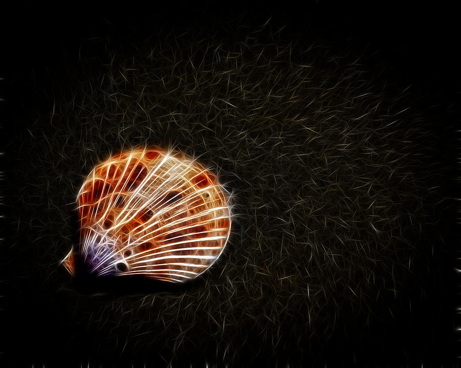 Sea Shell #2 Photograph by Steve McKinzie