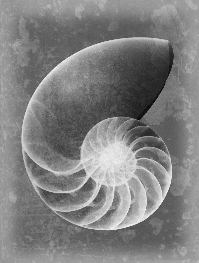 Sea Shell X-ray Art #1 Photograph by Roy Livingston