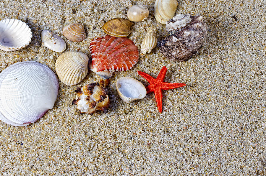 Sea shells #1 Photograph by Paulo Goncalves