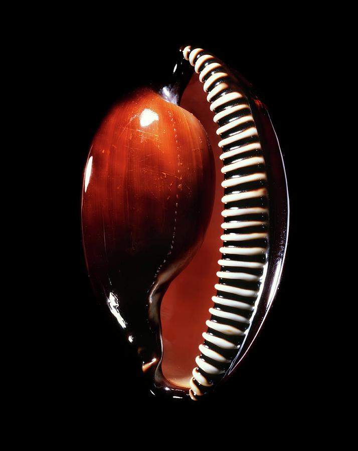 Sea Snail Shell #1 Photograph by Gilles Mermet