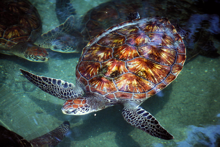 Sea Turtle Hospital Photograph by Carl Purcell - Pixels