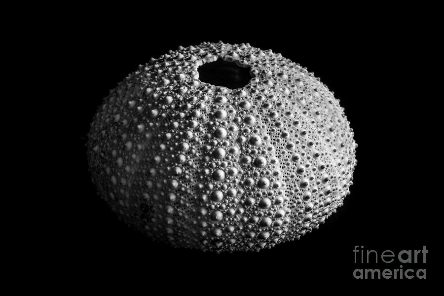 Sea Urchin #2 Photograph by David Rucker
