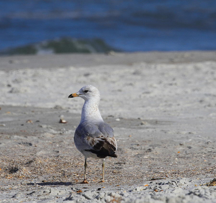 Seagull Photograph - Seagull at Jax by Cathy Lindsey