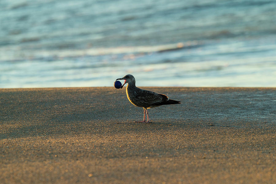 Seagull Carrying Stone Ball #1 Photograph by Panoramic Images