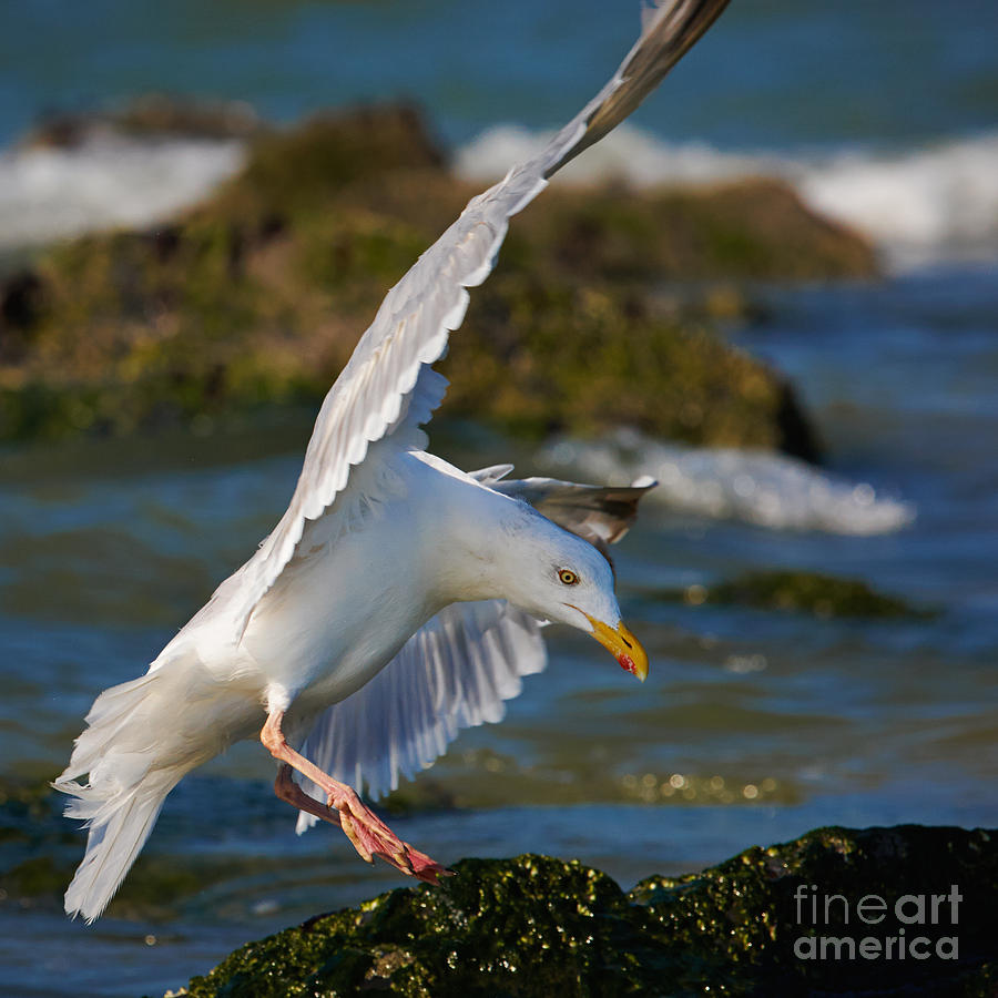 Seagull in flight  #2 Photograph by Nick  Biemans