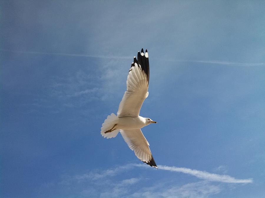 Seagull in Flight #1 Photograph by Rita Tortorelli