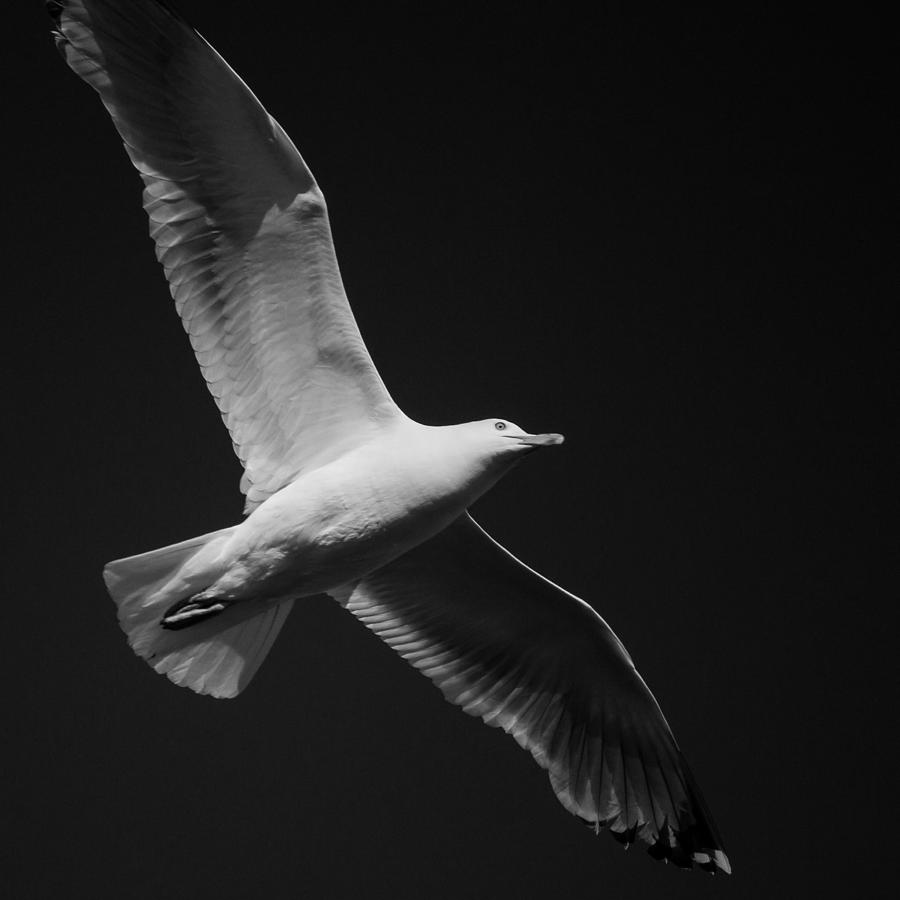 Seagull Underglow - Black and White Photograph by Kirkodd Photography Of New England