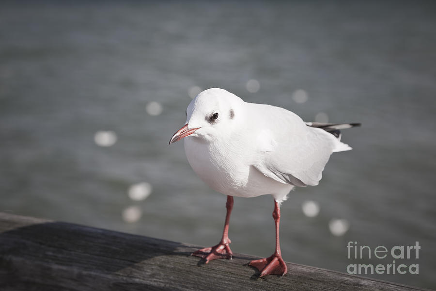 Seagull #2 Photograph by Maria Heyens