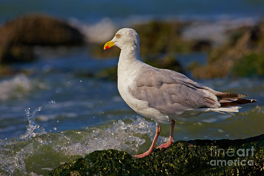 Seagull on a rock #2 Photograph by Nick  Biemans