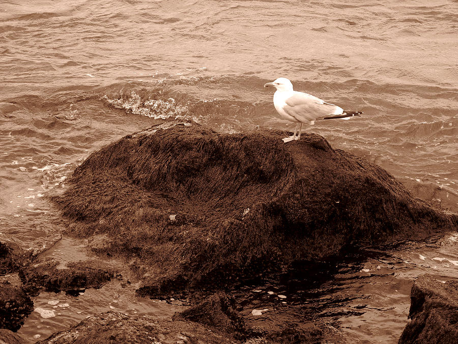 Seagull on Stone 002 #1 Photograph by Dorin Adrian Berbier