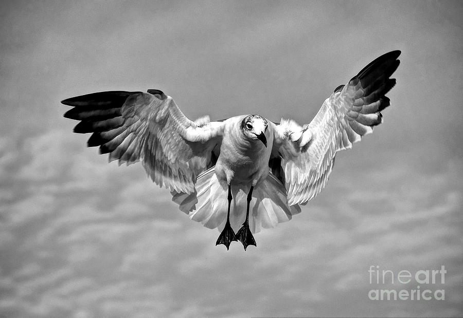 Seagull #2 Photograph by Savannah Gibbs