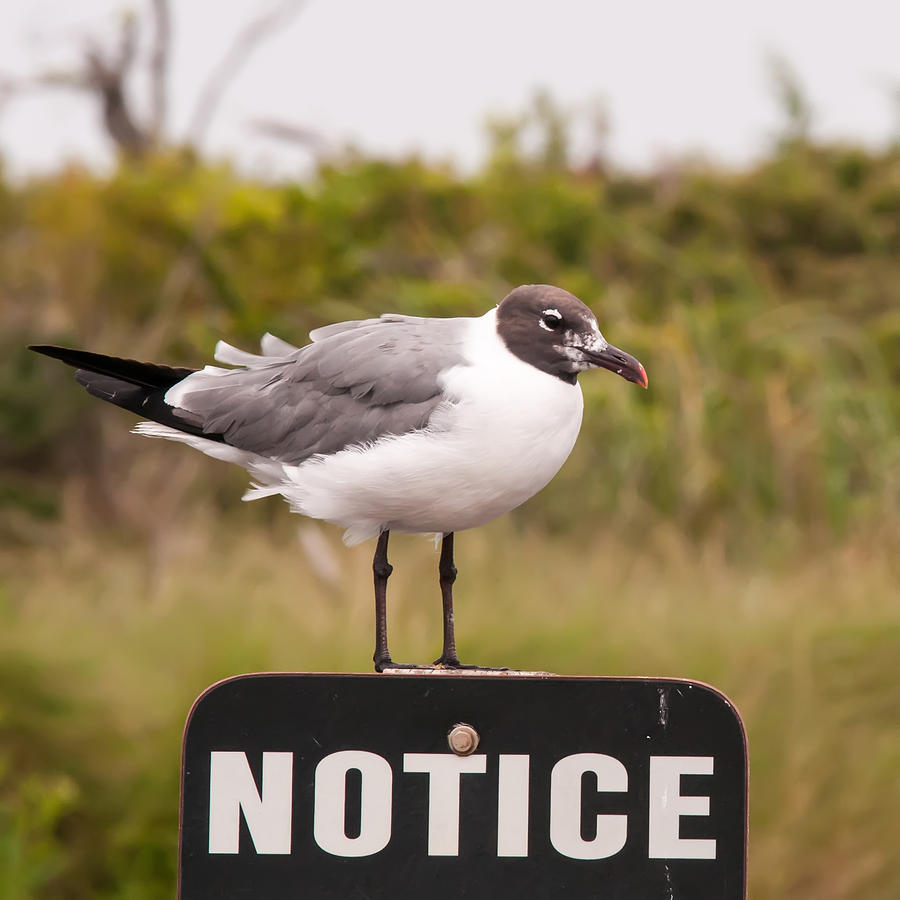 Seagull Standing On A Notice Sign #1 Photograph by Alex Grichenko