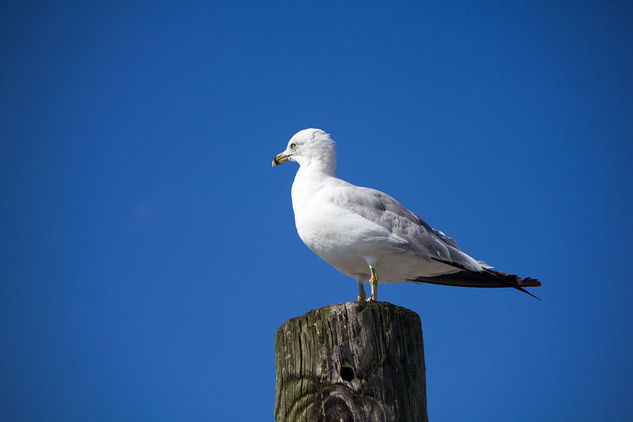 Seagull #1 Photograph by Susan Jensen