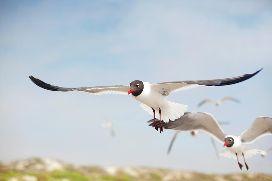 Seagulls In Flight #1 Photograph by Olga Melhiser Photography