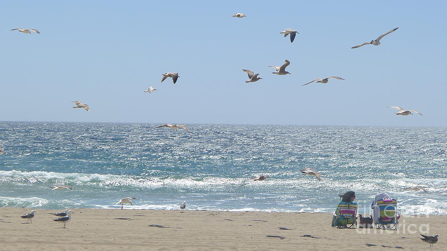 Seagulls #2 Photograph by Nora Boghossian