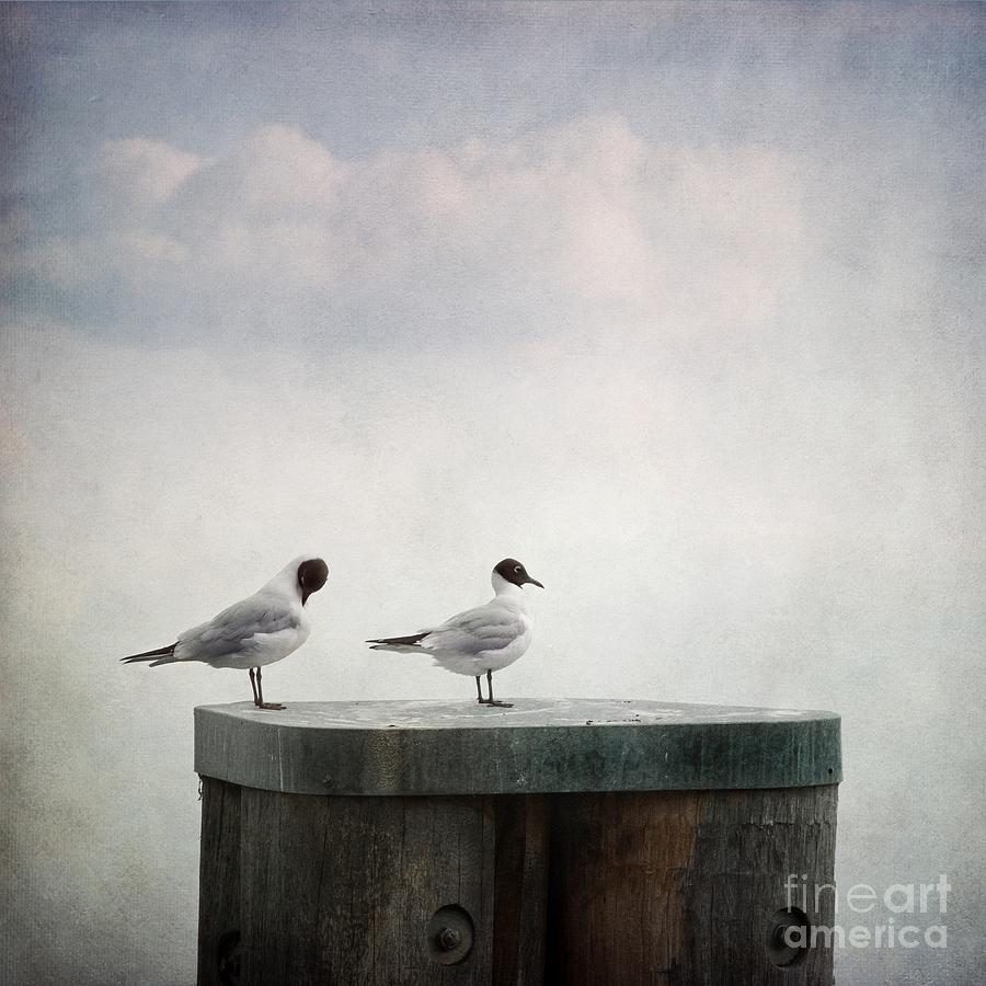 Seagulls #1 Photograph by Priska Wettstein