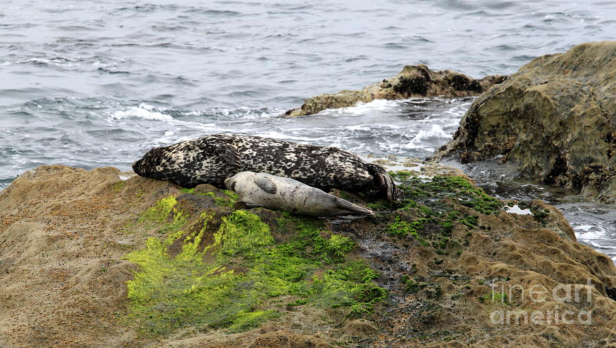 Seal #1 Photograph by Henrik Lehnerer