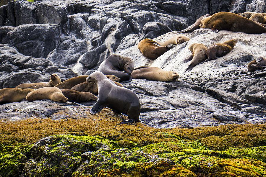 Seals - Montague Island - Australia Photograph by Steven Ralser