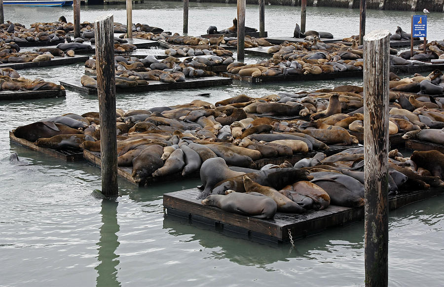 Seals Relaxing On Pier 39 Photograph