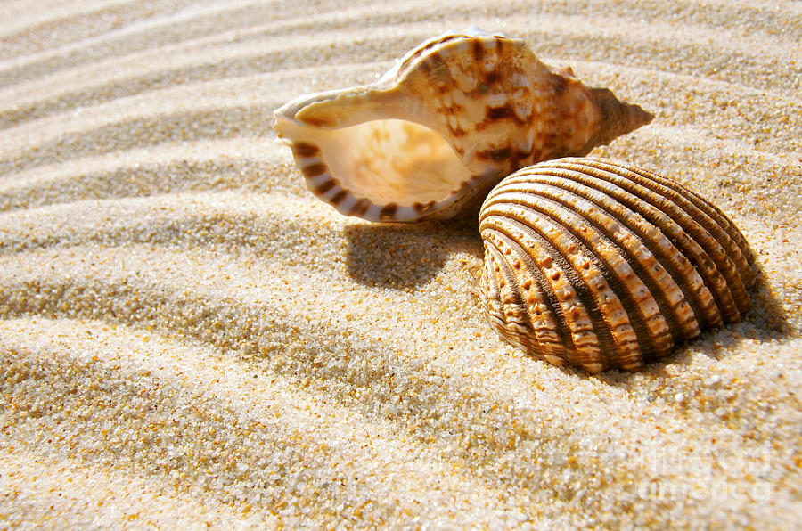 Abstract Photograph - Seashell and Conch #1 by Carlos Caetano