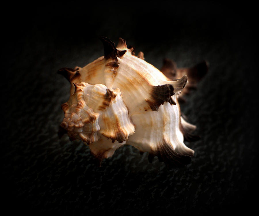 Seashell on Black #1 Photograph by Nathan Abbott