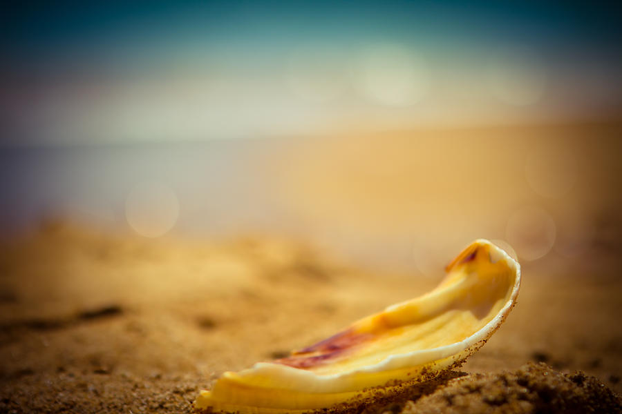 Seashell on the coast #1 Photograph by Raimond Klavins