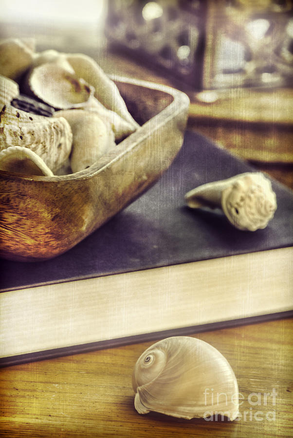 Still Life Photograph - Seashells #1 by HD Connelly