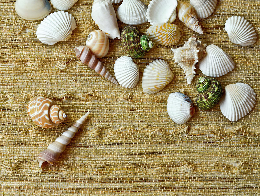 Seashells #1 Photograph by Natalia Ganelin