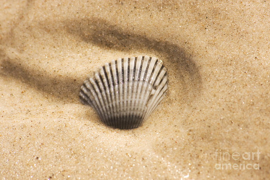 Seaside Seashell #1 Photograph by Jorgo Photography