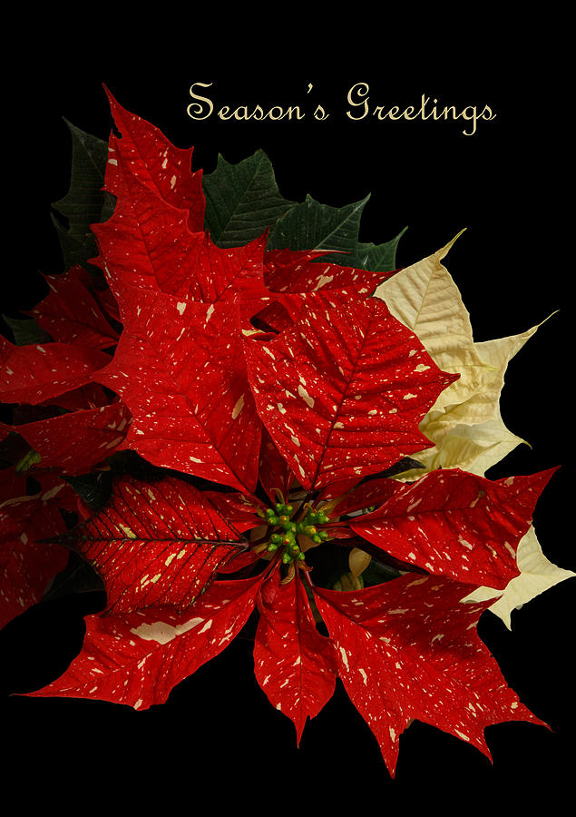 Seasons Greetings Photograph by Angie Vogel