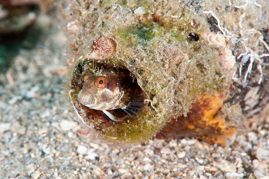 Seaweed Blenny #1 Photograph by Andrew J. Martinez