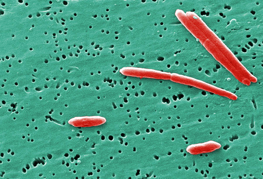 Sebaldella Termitidis Bacteria #1 Photograph by Science Source