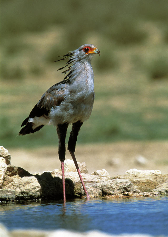 secretary bird plush