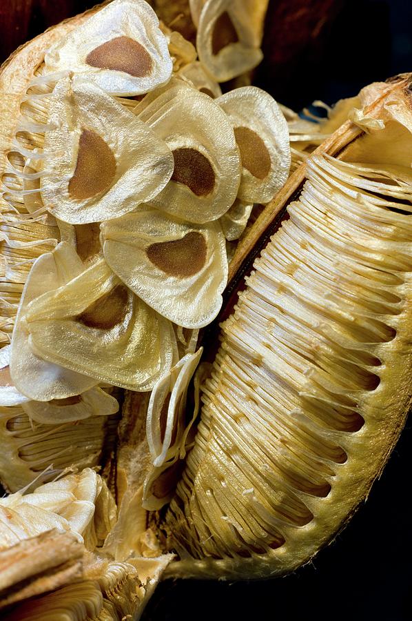 Seed Capsule Of Cardiocrinum Giganteum #1 by Dr Jeremy Burgess