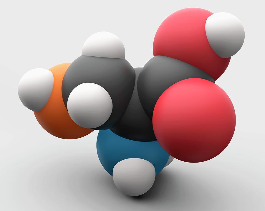 Selenocysteine Amino Acid Molecule Photograph by Carlos Clarivan ...