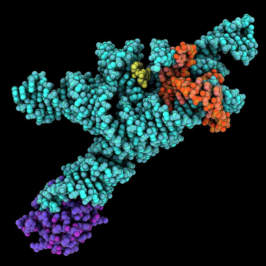 Self-splicing Group I Intron Complex Photograph by Laguna Design ...