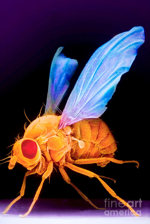 Sem Of A Fly Drosophila #1 Photograph by David M. Phillips