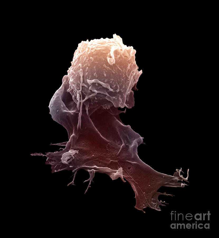 Sem Photograph - Sem Of A Macrophage #1 by David M. Phillips