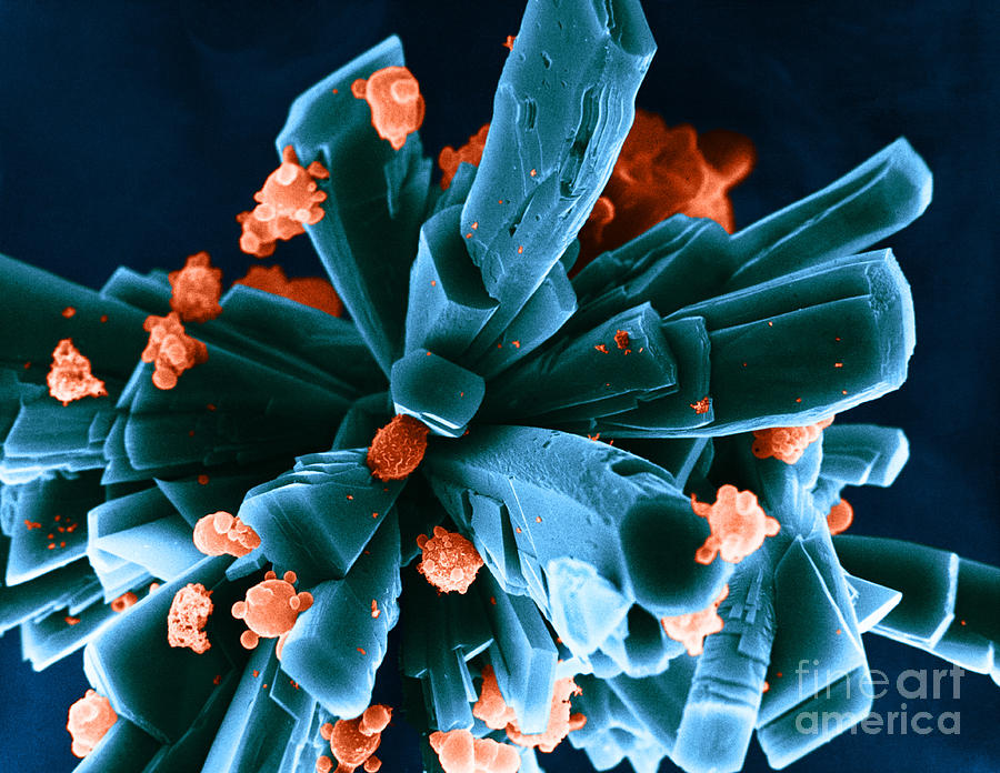Sem Of Human Cells Growing On Glass #1 Photograph by David M. Phillips