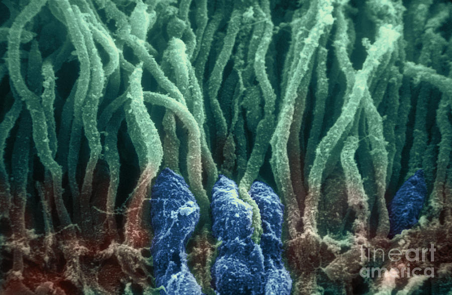 Sem Of Rods And Cones In Retina #1 Photograph by Ralph C. Eagle, Jr.