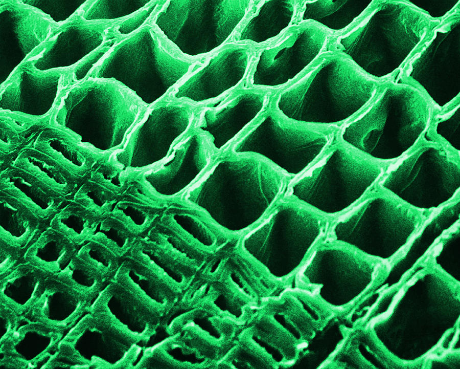 Sem Of Spring And Summer Xylem #1 Photograph by Alice J. Belling