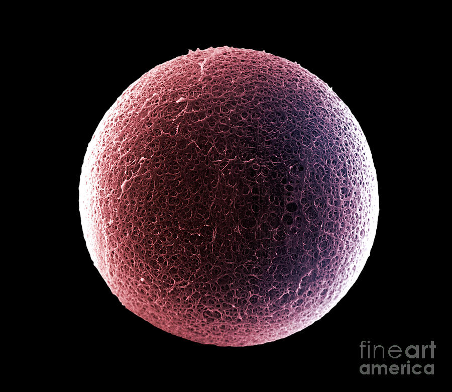 Egg Photograph - Sem Of The Surface Of The Zona Pellucida #1 by David M. Phillips