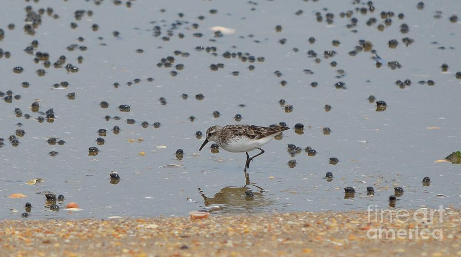 Semipalmated Sandpiper #1 Photograph by James Petersen