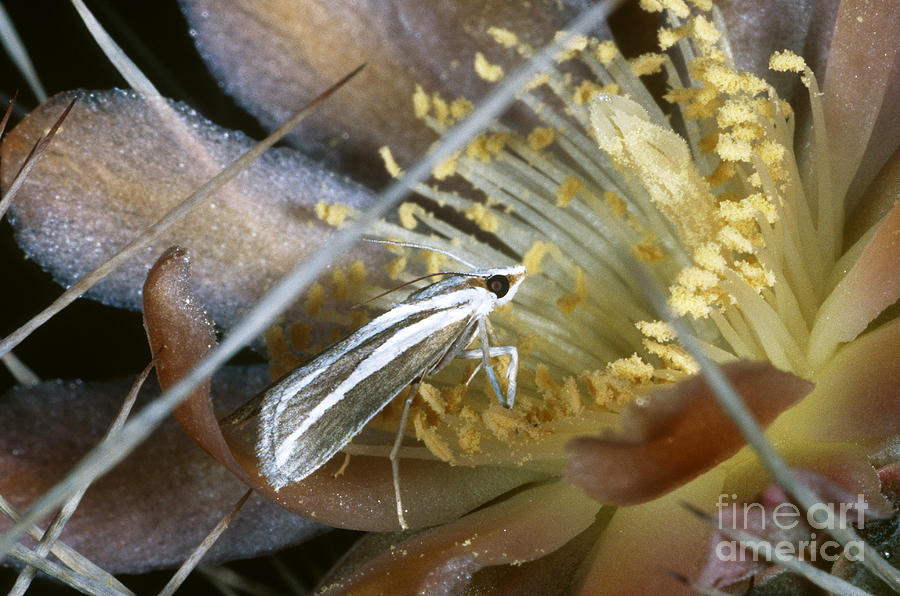 Senita Moth #1 Photograph by Gregory G. Dimijian, M.D.