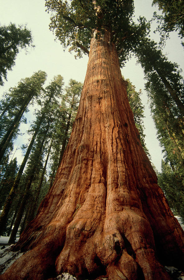 Sequoia Tree #1 Photograph by Tony Craddock/science Photo Library