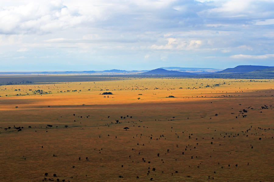 Serengeti landscape #1 Photograph by Tony Murtagh