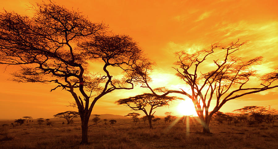 Serengeti Sunset #1 Photograph by Mb Photography
