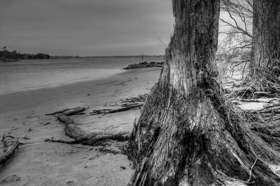 Tree Photograph - Serenity #1 by Pete Federico Tree Photograph - Serenity #1 by Pete Federico
