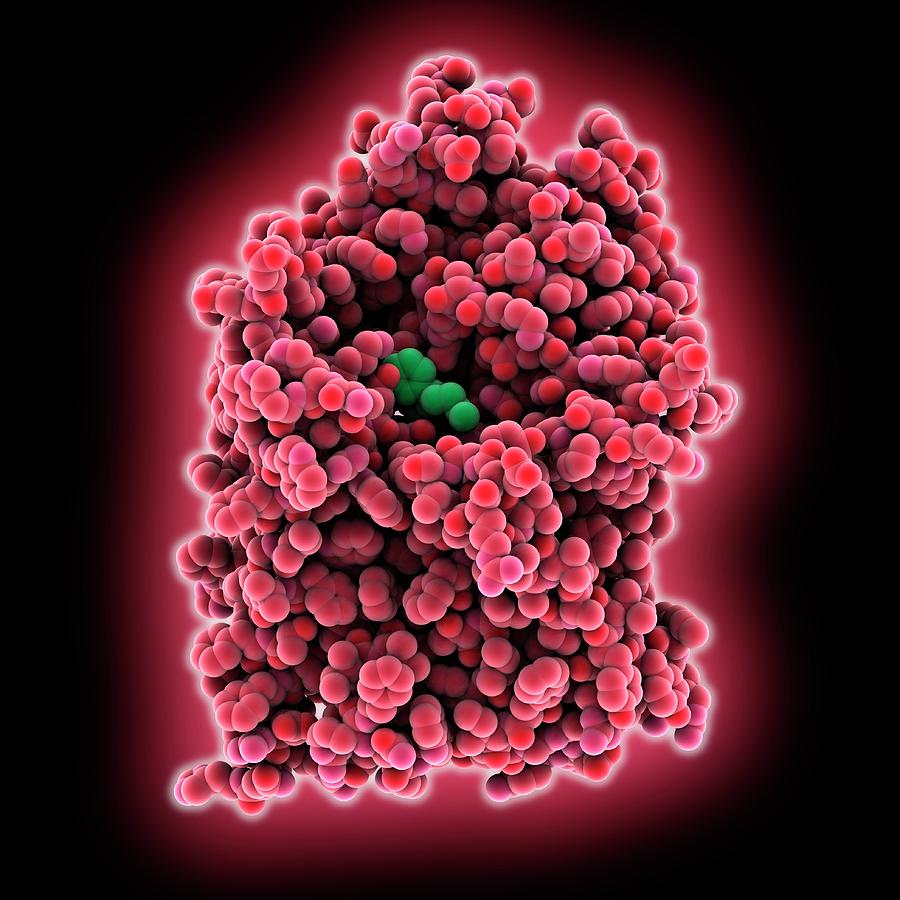 serotonin transporter serotonin transporter